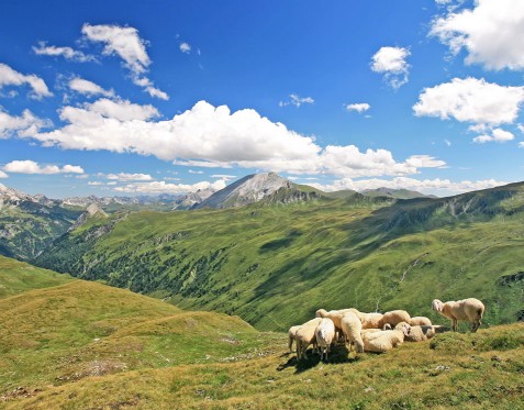 Salzburger Berge mit Schafherde © Wagrain-Kleinarl-Tourismus / Raffalt